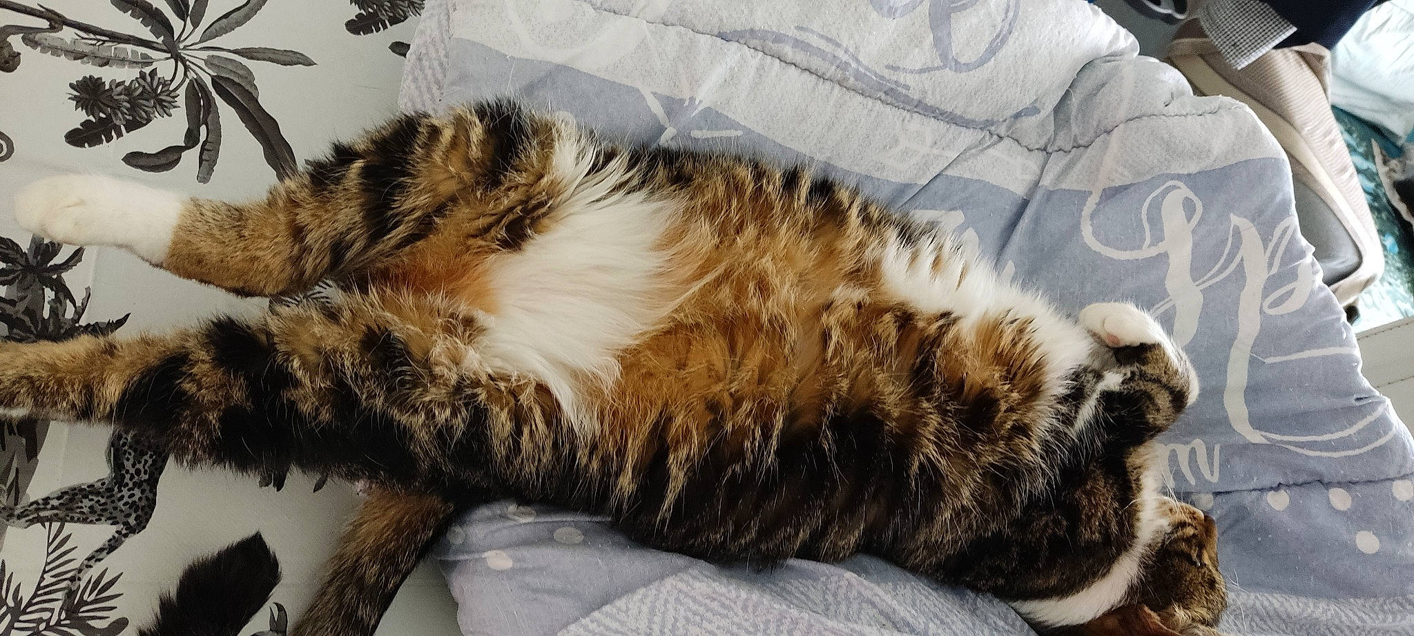 Pepere participe au concours pour gagner de l'argent avec cette photo : carnivore, cat, claw, comfort, domestic_short_haired_cat, fawn, felidae, foot, fur, nap, natural_material, paw, sleep, small_to_medium_sized_cats, snout, tail, terrestrial_animal, whiskers, wildlife