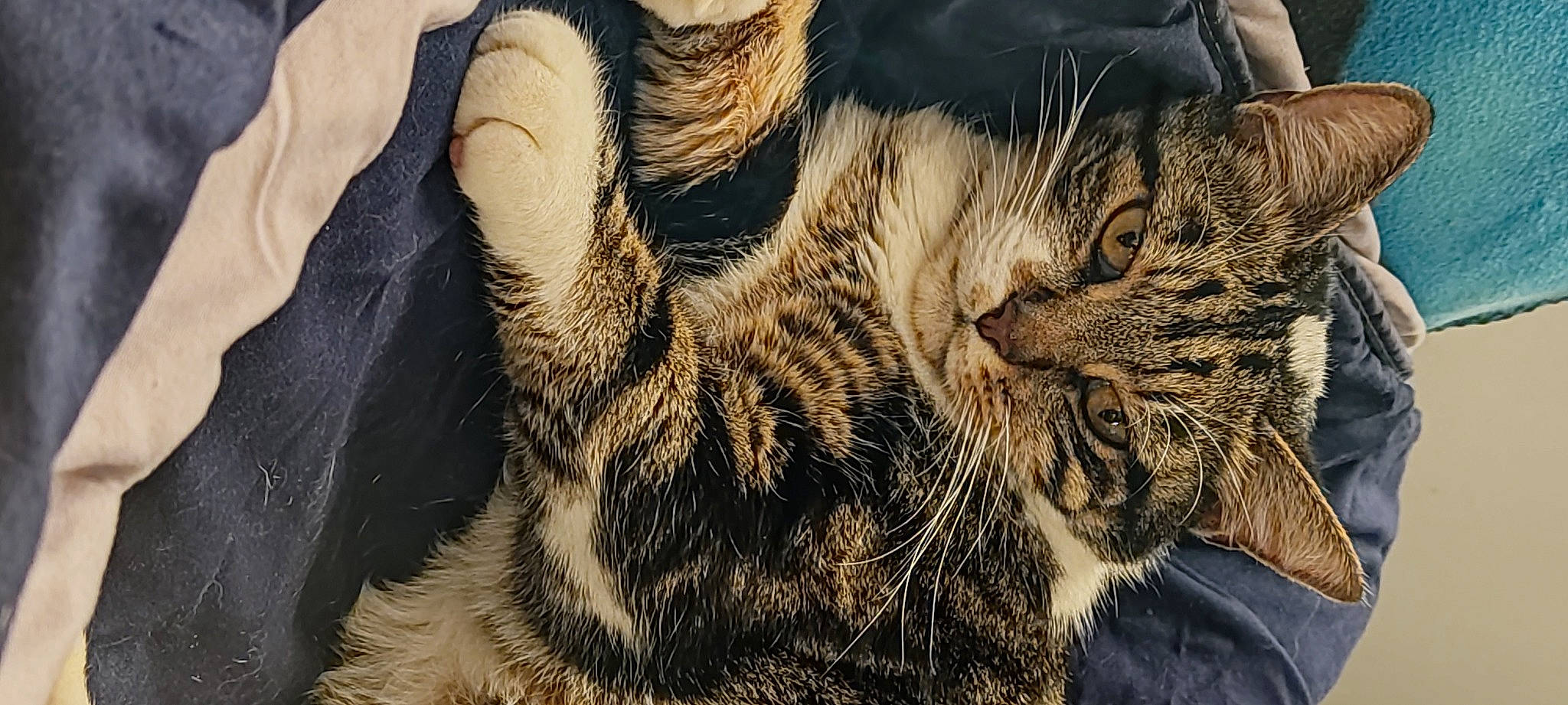 Pepere participe au concours pour gagner de l'argent avec cette photo : carnivore, cat, claw, close_up, comfort, domestic_short_haired_cat, felidae, fur, grass, nap, pattern, paw, sleep, small_to_medium_sized_cats, snout, tail, terrestrial_animal, whiskers, wildlife, wood