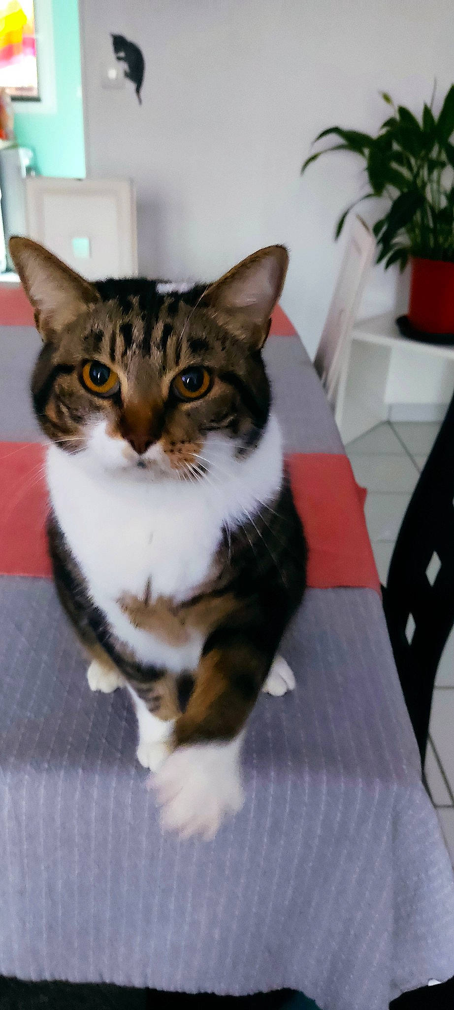 Pepere a rejoint le concours — aidez-le/la à gagner de superbes lots ! box, carnivore, cat, collar, domestic_short_haired_cat, felidae, flooring, flowerpot, fur, hardwood, houseplant, iris, paw, plant, small_to_medium_sized_cats, snout, tail, terrestrial_animal, whiskers