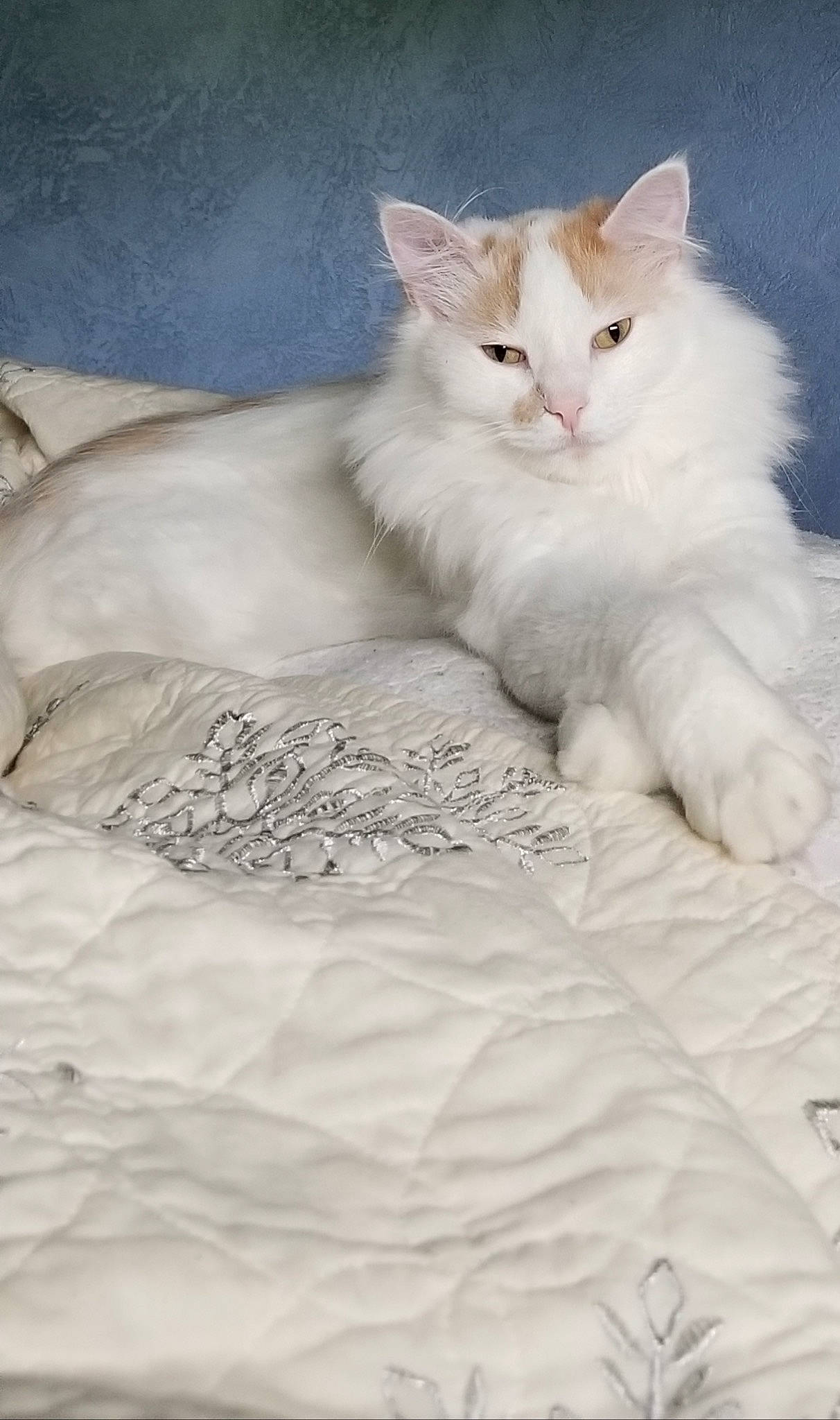 Mr. Skees is registered to the contest to win money with this photo: carnivore, cat, claw, comfort, domestic_short_haired_cat, felidae, fur, paw, sitting, small_to_medium_sized_cats, tail, whiskers