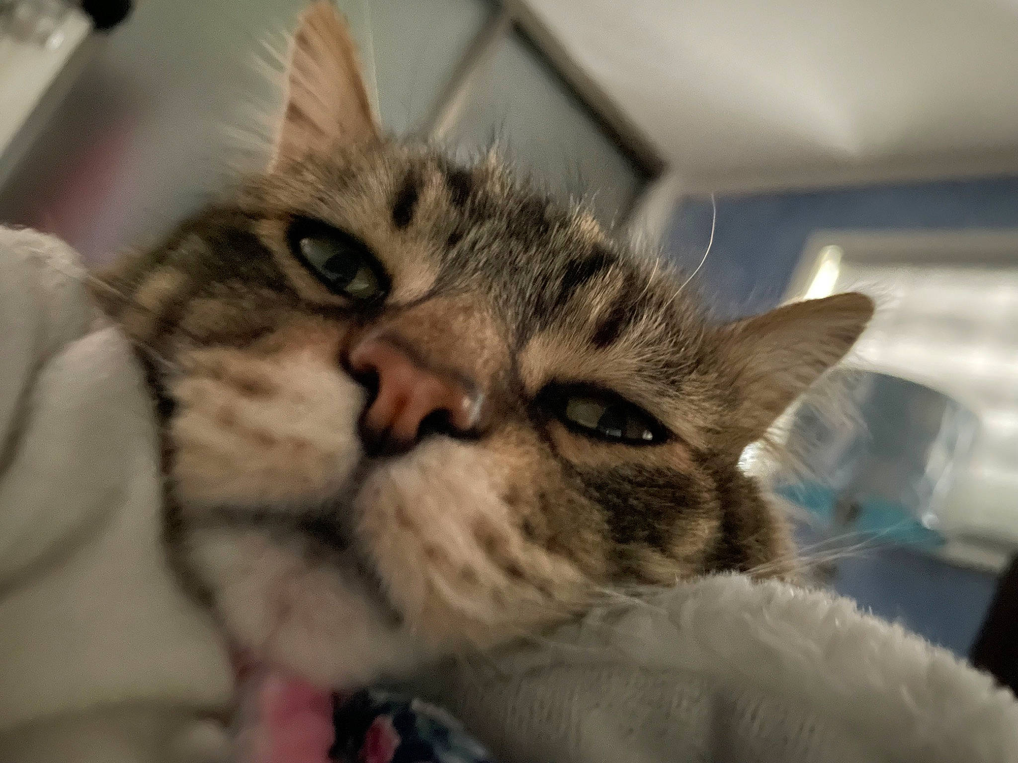 Budders joined the competition — help win amazing prizes! carnivore, cat, claw, comfort, domestic_short_haired_cat, ear, eye, eyelash, felidae, fur, paw, small_to_medium_sized_cats, snout, whiskers