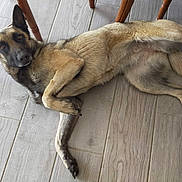 Nessi a rejoint le concours — aidez-le/la à gagner de superbes lots ! animal, black, brown, canine, chair_legs, dog, domestic_animal, ears, floor, fur, german_shepherd, indoor, looking, lying_down, pet, portrait, relaxed, resting, tan, wooden_floor