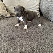 Vayko a rejoint le concours — aidez-le/la à gagner de superbes lots ! puppy, dog, gray, white, couch, sofa, cushion, pet, animal, indoor, tiny, cute, young, fur, four_legs, small, curious, alert, hand, texture
