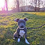 Vayko participe au concours pour gagner de l'argent avec cette photo : puppy, dog, grass, park, leash, collar, sunlight, lens_flare, nature, trees, outdoor, animal, pet, sitting, greenery, young_dog, calm, daylight, field, cute