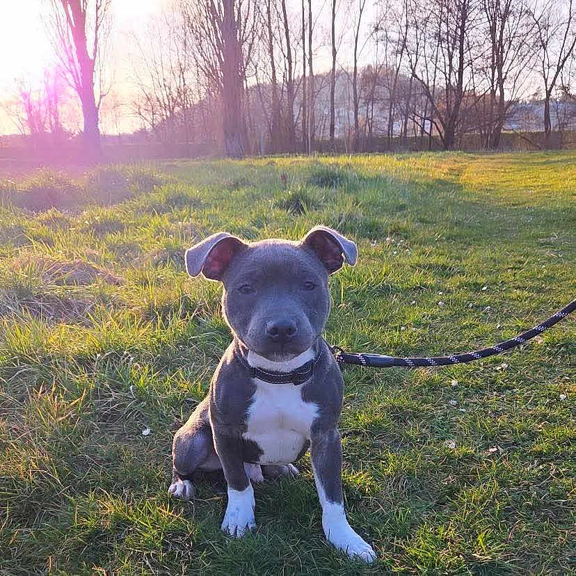 Vayko participe au concours pour gagner de l'argent avec cette photo : puppy, dog, grass, park, leash, collar, sunlight, lens_flare, nature, trees, outdoor, animal, pet, sitting, greenery, young_dog, calm, daylight, field, cute