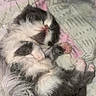 Oréo participe au concours pour gagner de l'argent avec cette photo : kitten, cat, sleeping, black_and_white, fur, paws, pink_toebeans, whiskers, closed_eyes, lying_down, back, cozy, blanket, bedding, indoors, cute, newborn, relaxed, animal, pet