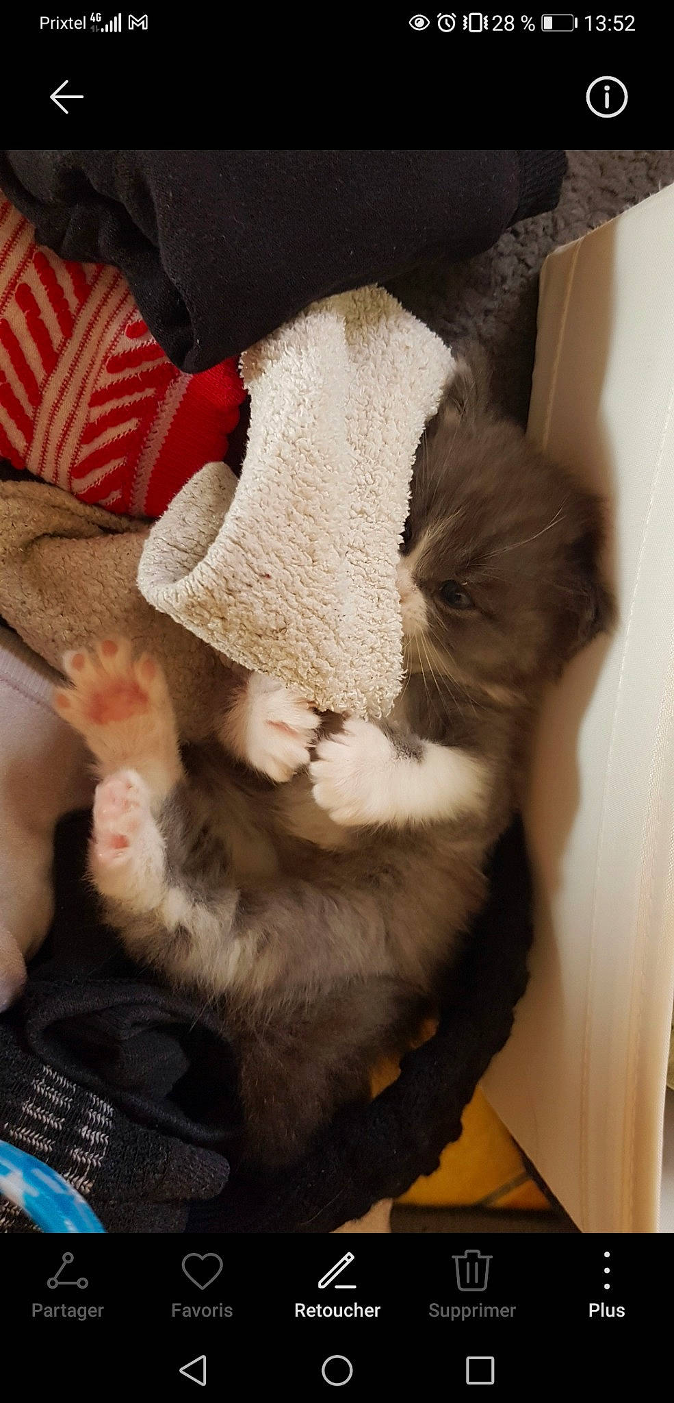 Leïko a rejoint le concours — aidez-le/la à gagner de superbes lots ! carnivore, cat, claw, comfort, companion_dog, dog_breed, domestic_short_haired_cat, fawn, felidae, fur, human_leg, lap, mammal, paw, small_to_medium_sized_cats, snout, sporting_group, tail, whiskers, wood