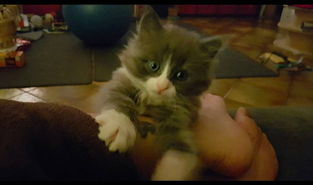 Leïko a rejoint le concours — aidez-le/la à gagner de superbes lots ! carnivore, cat, claw, domestic_short_haired_cat, ear, fawn, felidae, flooring, fur, nail, paw, small_to_medium_sized_cats, snout, tail, whiskers