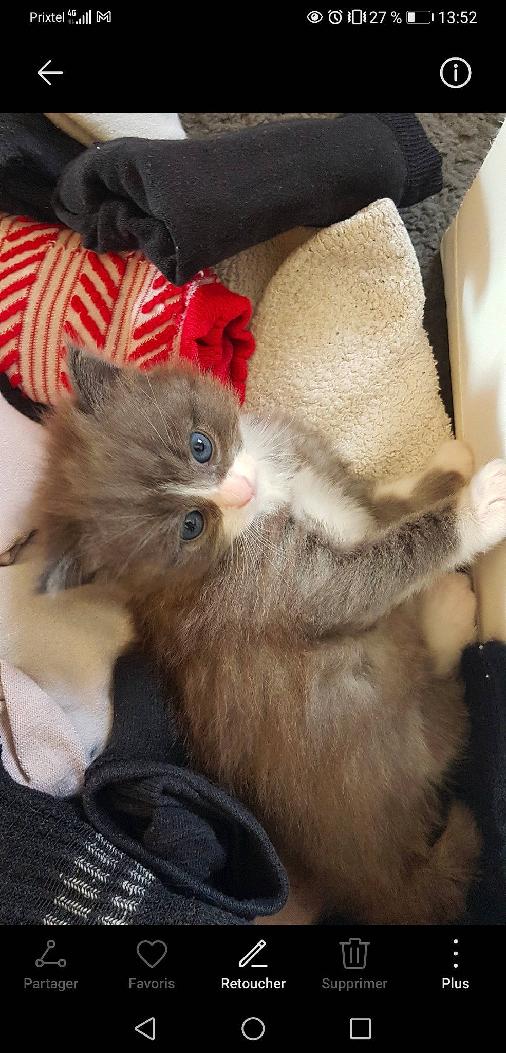 Leïko participe au concours pour gagner de l'argent avec cette photo : carnivore, cat, claw, comfort, costume_hat, domestic_short_haired_cat, fashion_accessory, fawn, felidae, fur, gesture, linens, nap, paw, photo_caption, small_to_medium_sized_cats, snout, tail, whiskers