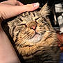 cat, tabby, close_up, face, whiskers, hand, pet, domestic_animal, fur, sunlight, relaxation, content, animal, cute, mammal, indoor, friendly, touch, companion, peaceful