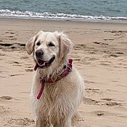 Mila participe au concours pour gagner de l'argent avec cette photo : dog, golden_retriever, beach, sand, ocean, water, collar, pet, animal, canine, outdoor, happy, wet_fur, nature, waves, coast, summer, playful, tongue_out, daytime