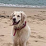 dog, golden_retriever, beach, sand, ocean, water, collar, pet, animal, canine, outdoor, happy, wet_fur, nature, waves, coast, summer, playful, tongue_out, daytime