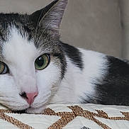 Anubis is registered to the contest to win money with this photo: animal, calm, cat, close_up, domestic_cat, ears, face, fur, green_eyes, indoor, lying_down, patterned_fabric, pet, pink_nose, quilt, relaxed, resting, tabby, whiskers, white_fur