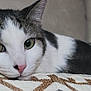 animal, calm, cat, close_up, domestic_cat, ears, face, fur, green_eyes, indoor, lying_down, patterned_fabric, pet, pink_nose, quilt, relaxed, resting, tabby, whiskers, white_fur