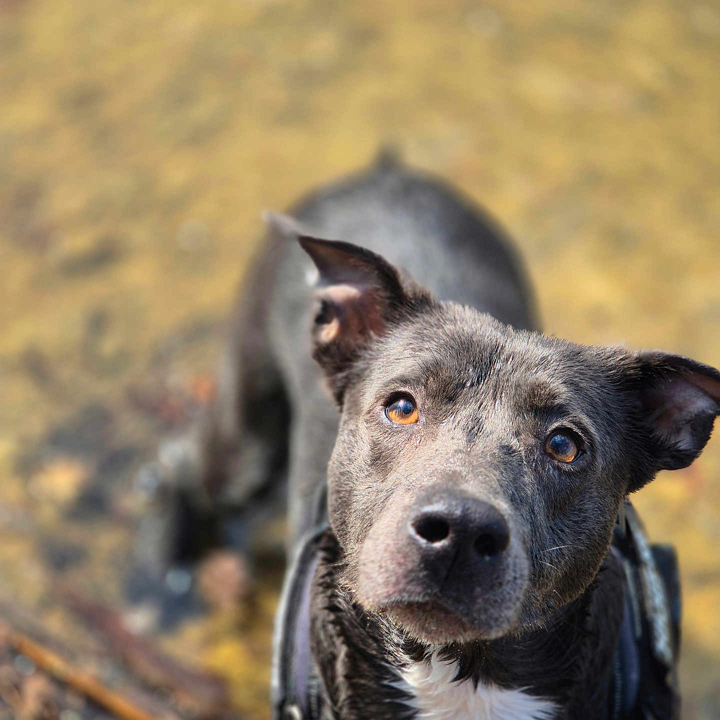 Perle participe au concours pour gagner de l'argent avec cette photo : dog, black_dog, pet, animal, canine, outdoor, nature, fur, wet_fur, brown_eyes, looking_up, close_up, portrait, animal_face, ears, snout, collar, shallow_depth_of_field, background_blur, curious