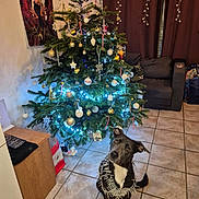 Perle participe au concours pour gagner de l'argent avec cette photo : dog, christmas_tree, tinsel, ornaments, blue_lights, living_room, tile_floor, couch, curtains, wooden_cabinet, holiday_decor, potted_plant, black_and_white_dog, festive, indoor, pet, seated, holiday, decoration, seasonal