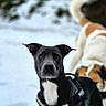 Perle participe au concours pour gagner de l'argent avec cette photo : dog, black_dog, white_dog, harness, snow, outdoor, animal, pet, canine, curious, closeup, winter, nature, two_dogs, background_blur, portrait, fur, ears, tail, ground