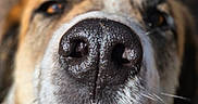 Tyron a rejoint le concours — aidez-le/la à gagner de superbes lots ! dog, close_up, nose, stick, teeth, animal, playful, outdoor, pet, mouth, canine, brown, white, fur, focus, blurred_background, happy, nature, snout, chewing