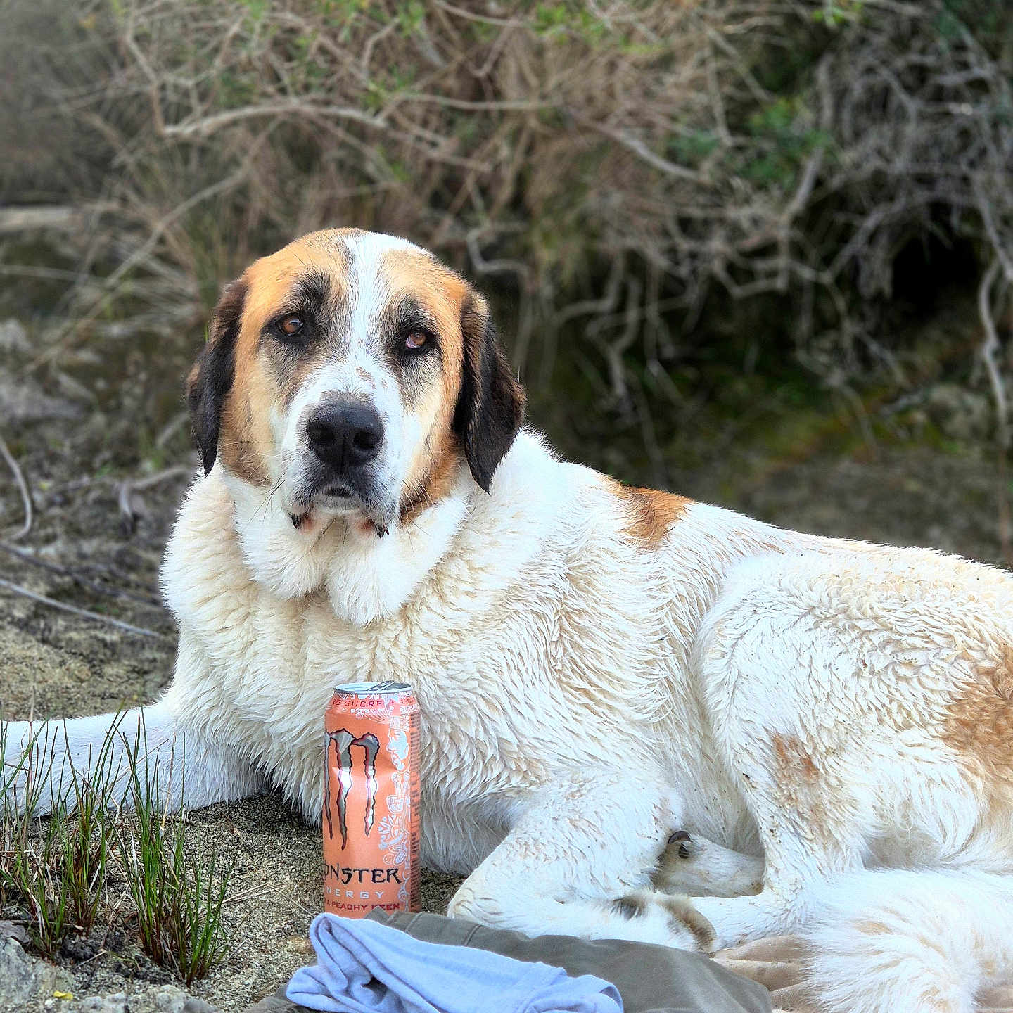 Tyron a rejoint le concours — aidez-le/la à gagner de superbes lots ! dog, outdoor, animal, energy_drink, can, blanket, clothing, grass, shrubbery, nature, lying_down, fur, white_fur, brown_fur, pet, relaxed, daylight, closeup, mammal, companion