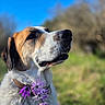 Tyron participe au concours pour gagner de l'argent avec cette photo : dog, collar, flower, purple_flower, outdoor, grass, tree, blue_sky, nature, pet, animal, portrait, close_up, canine, happy, daylight, fur, muzzle, ears, snout