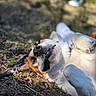 Tyron a rejoint le concours — aidez-le/la à gagner de superbes lots ! dog, canine, outdoor, grass, sunlight, relaxed, lying_down, happy, animal, nature, pet, smiling, paw, fur, daylight, playful, tongue, closeup, leash, ground