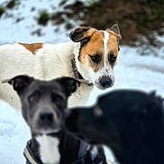 Tyron participe au concours pour gagner de l'argent avec cette photo : dog, snow, outdoor, animal, pet, white_dog, brown_dog, black_dog, nature, winter, fur, collar, companion, mammal, playful, canine, focus, blur, background, daylight