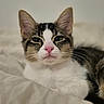 Syrax participe au concours pour gagner de l'argent avec cette photo : cat, kitten, tabby, white_fur, pink_nose, whiskers, close_up, pet, animal, feline, resting, bed, blanket, soft_texture, cute, young, indoor, fur, ears, sleepy