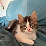 Syrax participe au concours pour gagner de l'argent avec cette photo : kitten, cat, pet, indoor, blanket, teal, fur, cute, animal, resting, young, whiskers, ears, eyes, cozy, soft, portrait, looking, feline, relaxed