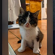 Syrax participe au concours pour gagner de l'argent avec cette photo : kitten, cat, indoor, floor, tile, pet, animal, small, young, curious, cute, feline, fur, whiskers, ears, paws, household, warm_lighting, domestic, portrait