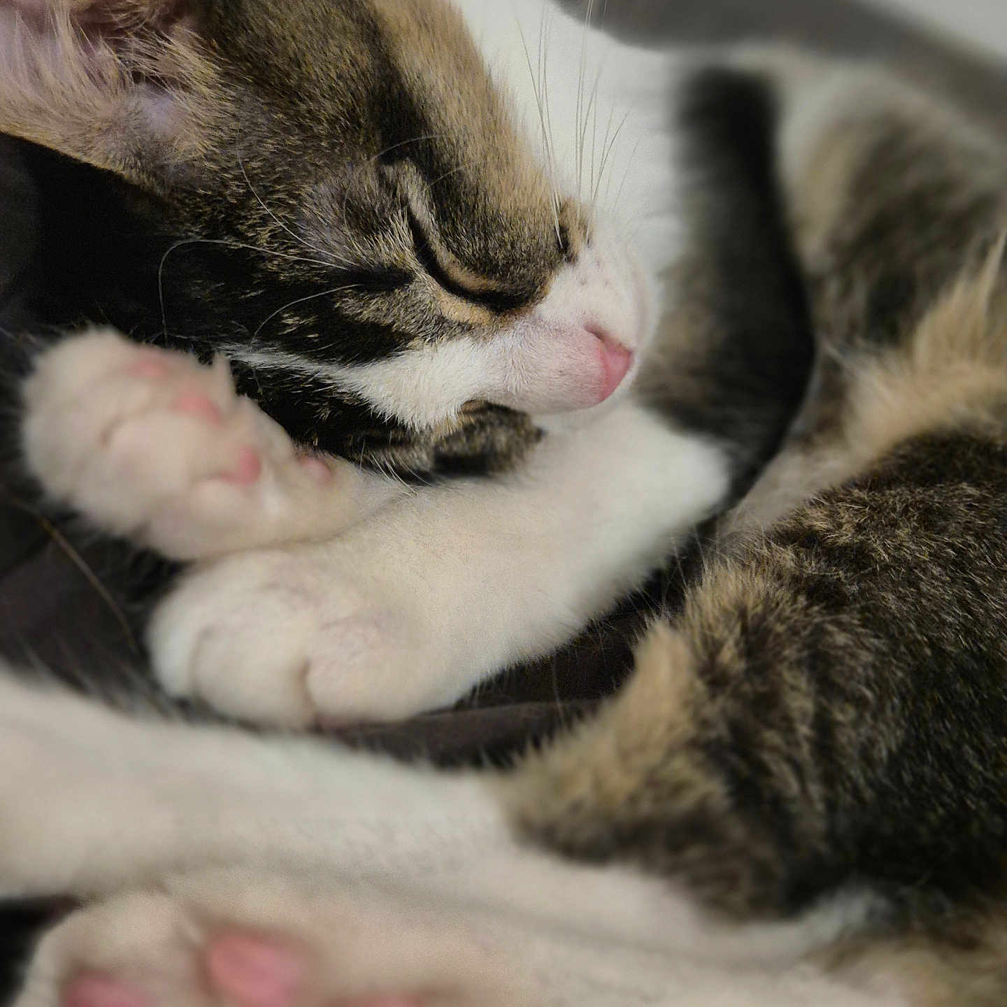 Syrax participe au concours pour gagner de l'argent avec cette photo : cat, sleeping, close_up, fur, paws, pink_paw_pads, whiskers, curled_up, resting, pet, animal, domestic_cat, cute, cozy, soft, feline, indoor, relaxed, peaceful, mammal