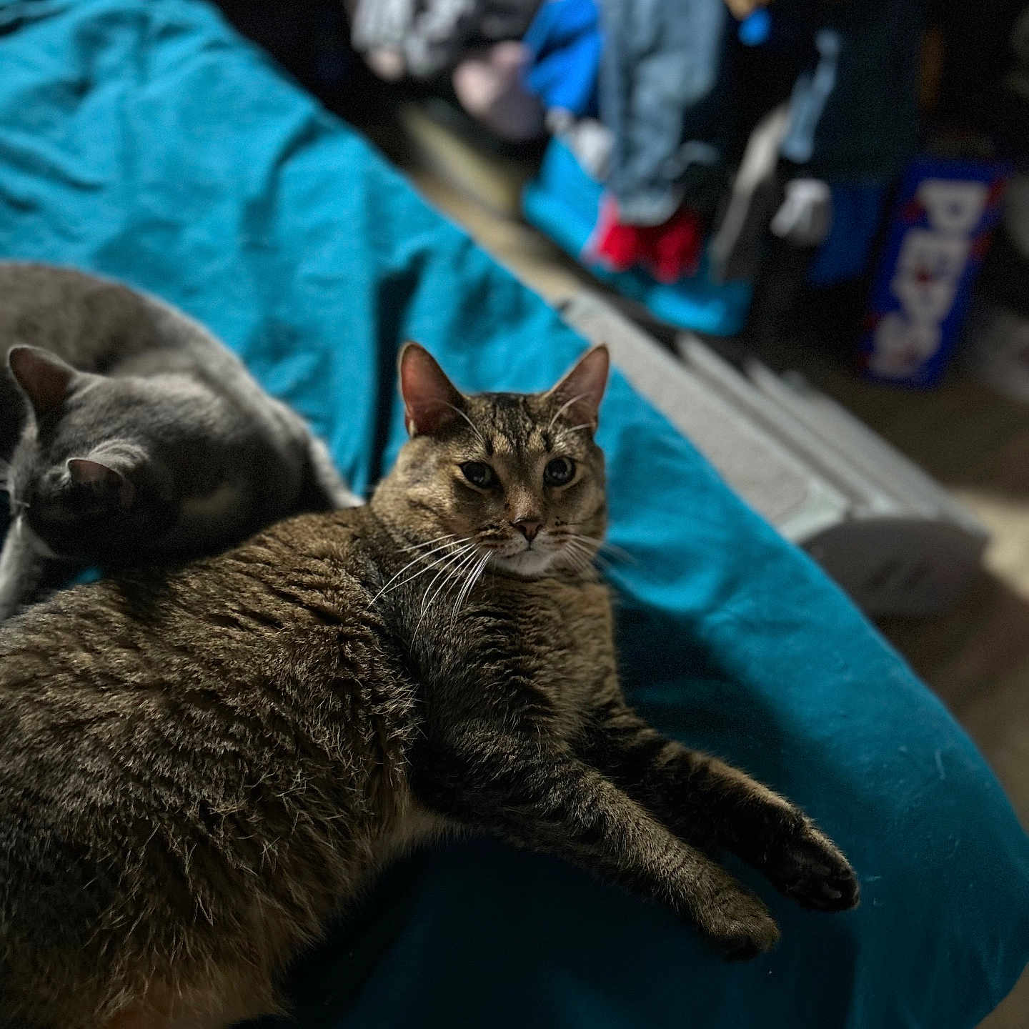 Tigger joined the competition — help win amazing prizes! animal, bed, blanket, blue_blanket, cat, cozy, curious, domestic, feline, fur, gray_cat, home, indoor, pet, relaxed, resting, sleeping, tabby_cat, two_cats, whiskers