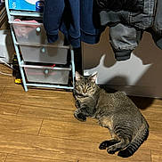 Tigger joined the competition — help win amazing prizes! animal, cat, clothing, coat, curious, domestic, flooring, furniture, household, indoor, indoor_lighting, jacket, pet, relaxed, resting, shadow, shelf, storage_drawers, tabby_cat, wooden_floor