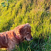 Shelby a rejoint le concours — aidez-le/la à gagner de superbes lots ! dog, golden_retriever, grass, field, sunlight, outdoor, nature, animal, pet, greenery, collar, sniffing, canine, daylight, trees, landscape, summer, mammal, fur, environment