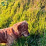 dog, golden_retriever, grass, field, sunlight, outdoor, nature, animal, pet, greenery, collar, sniffing, canine, daylight, trees, landscape, summer, mammal, fur, environment