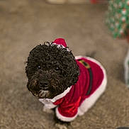 Bella Boo is registered to the contest to win money with this photo: dog, black_dog, curly_fur, pet, costume, santa_outfit, holiday, christmas, indoor, carpet, cute, small_dog, fur, animal, mammal, domestic_animal, festive, clothing, sitting, looking_up