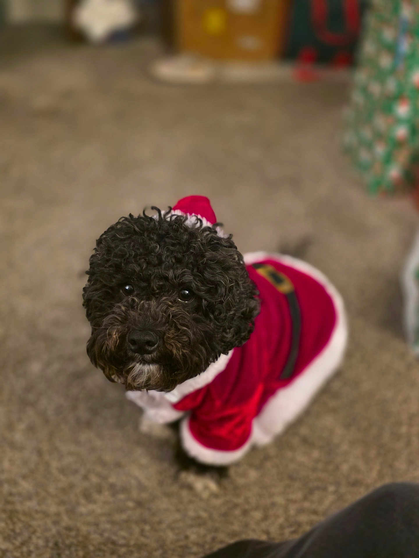 Bella Boo is registered to the contest to win money with this photo: dog, black_dog, curly_fur, pet, costume, santa_outfit, holiday, christmas, indoor, carpet, cute, small_dog, fur, animal, mammal, domestic_animal, festive, clothing, sitting, looking_up