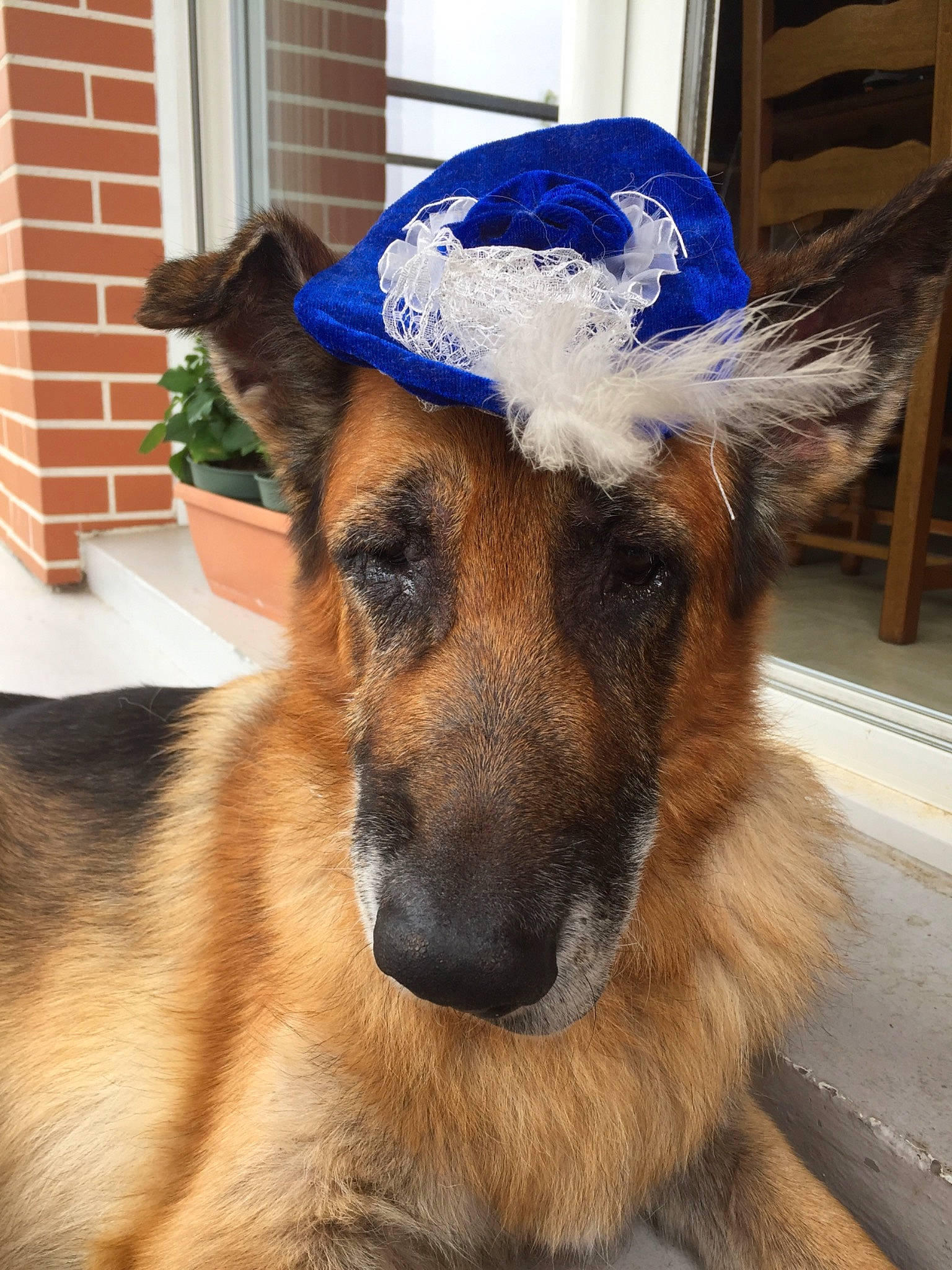 Rocky a rejoint le concours — aidez-le/la à gagner de superbes lots ! belgian_shepherd, belgian_shepherd_malinois, canidae, carnivore, dog, dog_breed, ear, fawn, fur, german_shepherd_dog, hat, king_shepherd, mammal, old_german_shepherd_dog, snout, whiskers