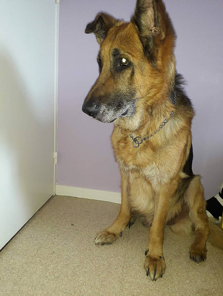 Rocky participe au concours pour gagner de l'argent avec cette photo : belgian_shepherd, belgian_shepherd_malinois, canidae, carnivore, dog, dog_breed, fawn, german_shepherd_dog, king_shepherd, kunming_wolfdog, mammal, old_german_shepherd_dog, police_dog, rare_breed_dog, snout, vertebrate, working_dog