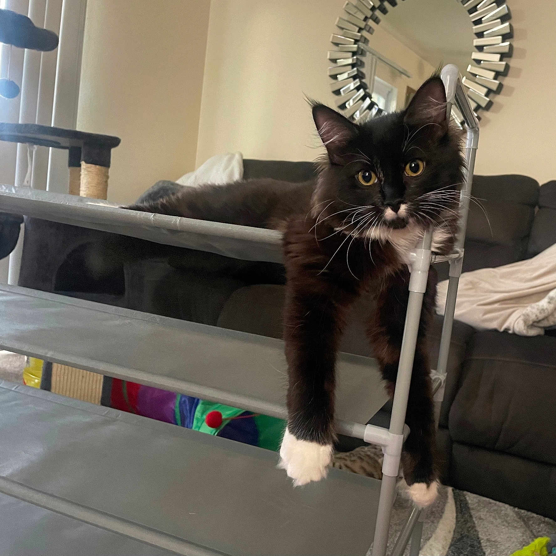 Niko is registered to the contest to win money with this photo: animal, architecture, bed, bedroom, blackcat, building, canine, cat, chair, furniture, house, housing, indoors, interiordesign, kitten, livingroom, manx, pet, room, staircase