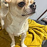 dog, chihuahua, pet, indoor, yellow_blanket, curious, alert, small_dog, ears, fur, animal, companion, cute, household, blanket, cozy, domestic, friend, focus, portrait