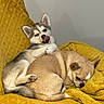 dog, puppy, husky, tan_dog, cuddling, yellow_blanket, cozy, sleeping, playful, winking, tongue_out, indoor, pet, animal, cute, furry, resting, companion, friendship, soft_texture