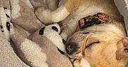 Unity participe au concours pour gagner de l'argent avec cette photo : dog, sleeping, bed, blanket, cozy, panda_pattern, pet, cute, fur, collar, indoor, resting, comfort, animal, canine, snuggled, soft, warm, relaxation, floor