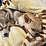 dog, sleeping, blanket, cozy, cute, pet, fur, resting, indoors, companion, napping, animal, domestic, two_dogs, relaxation, soft_texture, brown, yellow, striped, closeup
