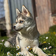 Atyla a rejoint le concours — aidez-le/la à gagner de superbes lots ! dog, puppy, husky, blue_eyes, grass, flowers, daisies, outdoor, nature, animal, pet, young, cute, portrait, sunlight, blurred_background, resting, side_view, fur, ears