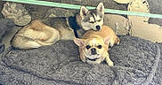 Atyla a rejoint le concours — aidez-le/la à gagner de superbes lots ! dog, puppy, resting, sleepy, blanket, cozy, cute, pet, animal, two_dogs, fur, collar, indoor, relaxing, companion, snuggle, small_dog, shiba_inu, chihuahua, comfort