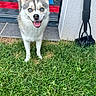 Atyla participe au concours pour gagner de l'argent avec cette photo : dog, husky, puppy, blue_eyes, grass, outdoor, pet, smiling, happy, canine, fur, ears, tongue, front_paws, doorway, home, yard, animal, mammal, playful