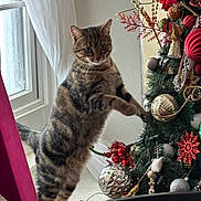 Dasher joined the competition — help win amazing prizes! cat, tabby_cat, christmas_tree, ornaments, holiday_decor, window, curtains, indoor, playful, feline, decorations, red, green, gold, silver, standing, paw, curious, festive, home