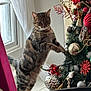 cat, tabby_cat, christmas_tree, ornaments, holiday_decor, window, curtains, indoor, playful, feline, decorations, red, green, gold, silver, standing, paw, curious, festive, home