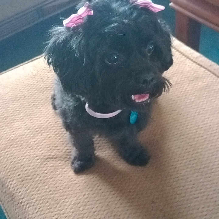 Jasmine is registered to the contest to win money with this photo: affenpinscher, animal, canine, cockerspaniel, couch, cushion, dog, furniture, homedecor, pet, plant, poodle, pottedplant, puppy, terrier, whitedog