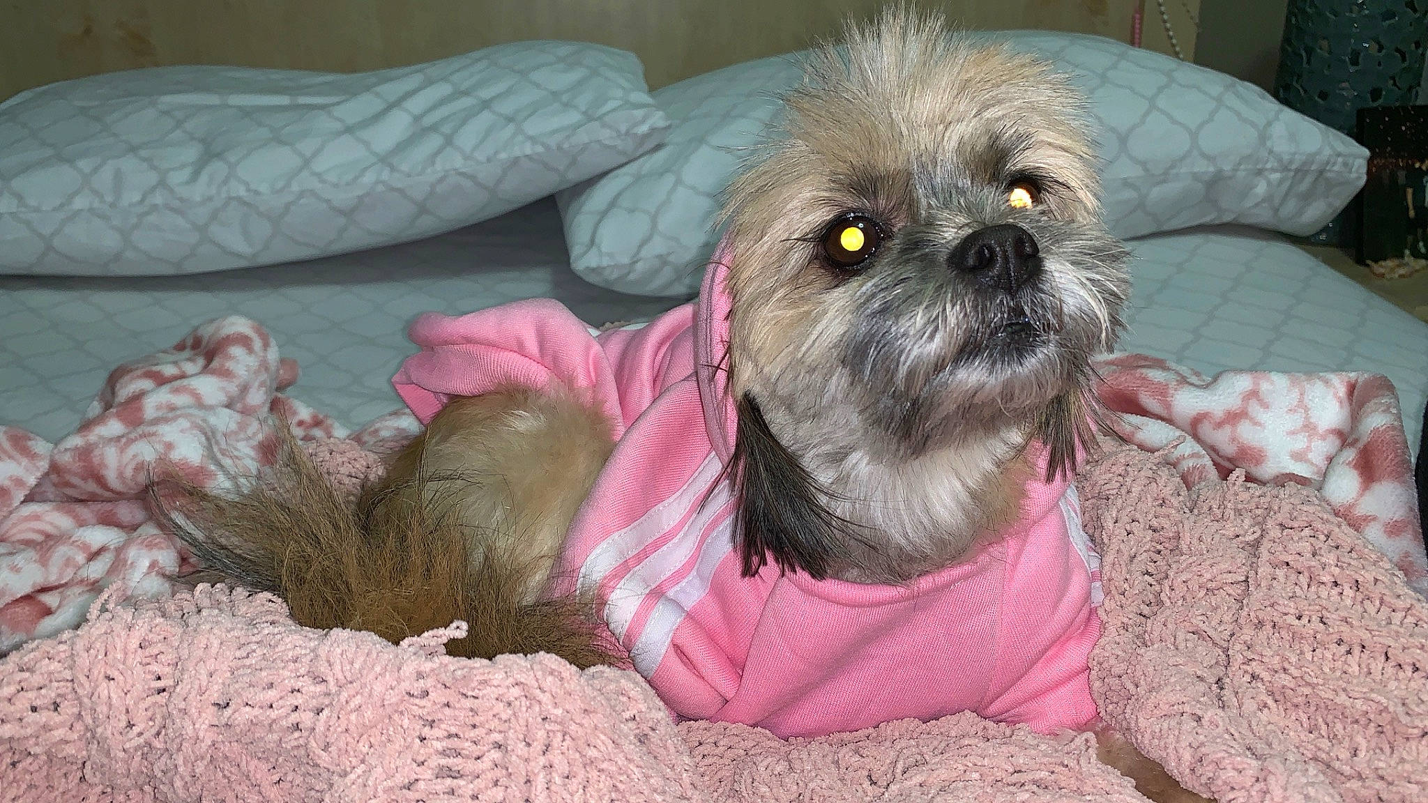 Lola is registered to the contest to win money with this photo: affenpinscher, bolonka, canidae, carnivore, chinese_imperial_dog, companion_dog, dog, dog_breed, griffon_bruxellois, lhasa_apso, lowchen, mammal, morkie, pekapoo, puppy, shih_tzu, snout, sporting_group, toy_dog, vertebrate